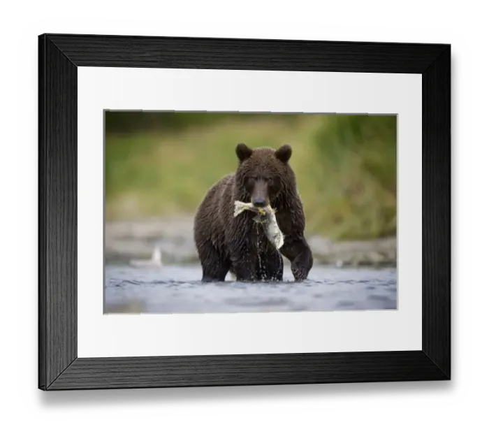 Framed Print : USA, North America, Alaska