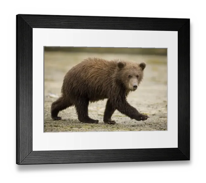 Framed Print : USA, North America, Alaska Framed Print : USA, North America, Alaska