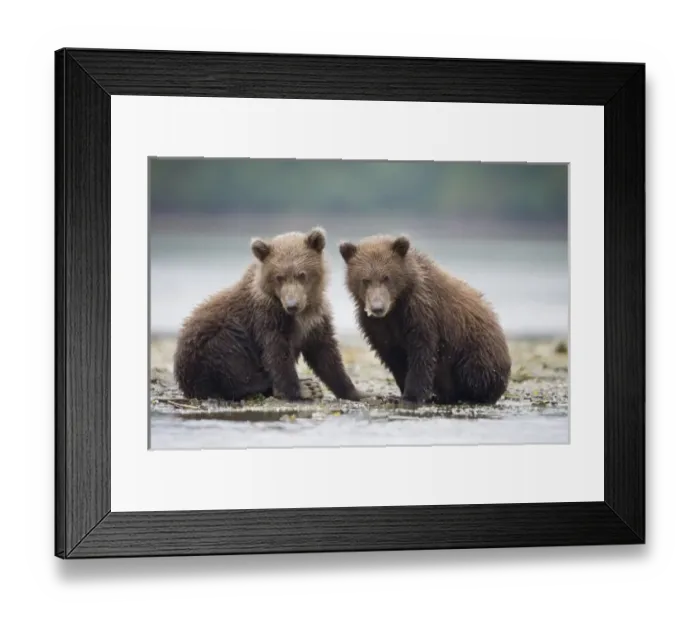 Framed Print : USA, Alaska, Katmai National Park, Geographic Harbor, Brown Bear cubs (Ursus arctos) Framed Print : USA, Alaska, Katmai National Park, Geographic Harbor, Brown Bear cubs (Ursus arctos)