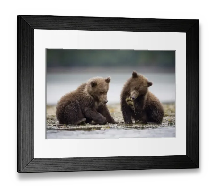 Framed Print : Grizzly Bear Cubs, Katmai National Park, Alaska Framed Print : Grizzly Bear Cubs, Katmai National Park, Alaska
