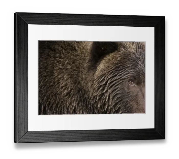 Framed Print : USA, Alaska, Katmai National Park, Geographic Harbor, Close-up of Brown Bear (Ursus Framed Print : USA, Alaska, Katmai National Park, Geographic Harbor, Close-up of Brown Bear (Ursus