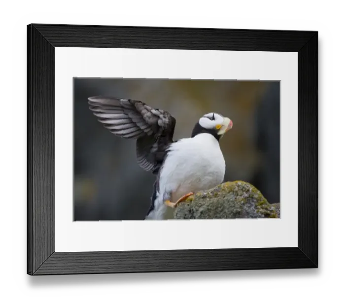 Framed Print : USA, Alaska, Katmai National Park, Horned Puffin (Fratercula corniculata) on cliffs