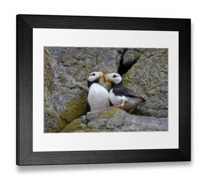 Framed Print : USA, Alaska, Katmai National Park, Horned Puffin (Fratercula corniculata) on cliffs Framed Print : USA, Alaska, Katmai National Park, Horned Puffin (Fratercula corniculata) on cliffs