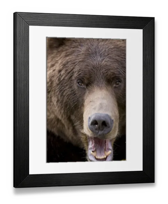 Framed Print : USA, Alaska, Katmai National Park, Kinak Bay, Brown Bear (Ursus arctos) bares teeth