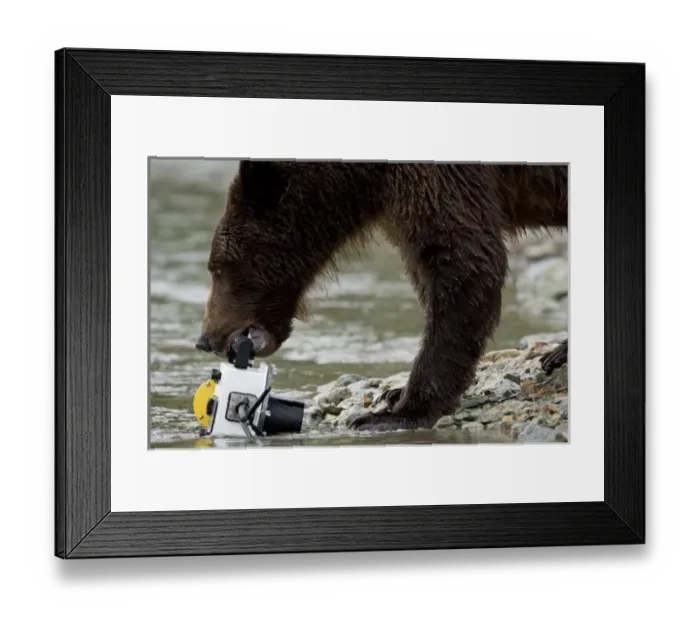 Framed Print : USA, North America, Alaska Framed Print : USA, North America, Alaska
