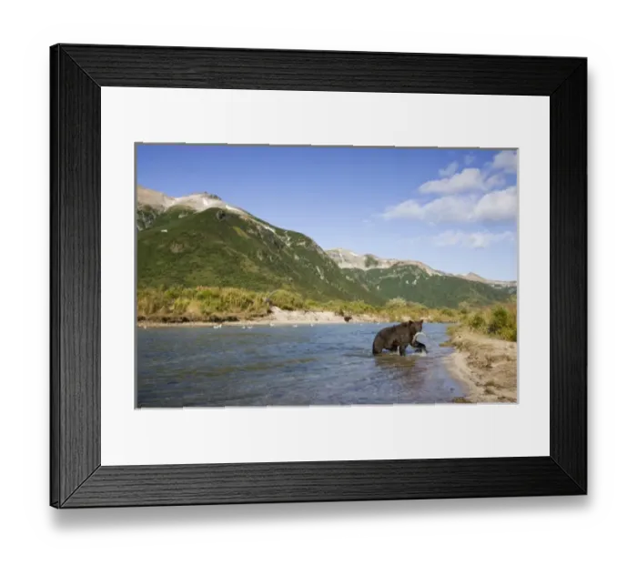 Framed Print : USA, Alaska, Katmai National Park, Kinak Bay, Brown Bear (Ursus arctos) carries spawning Framed Print : USA, Alaska, Katmai National Park, Kinak Bay, Brown Bear (Ursus arctos) carries spawning