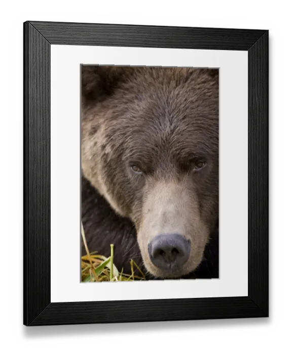 Framed Print : USA, Alaska, Katmai National Park, Kinak Bay, Brown Bear (Ursus arctos) close-up