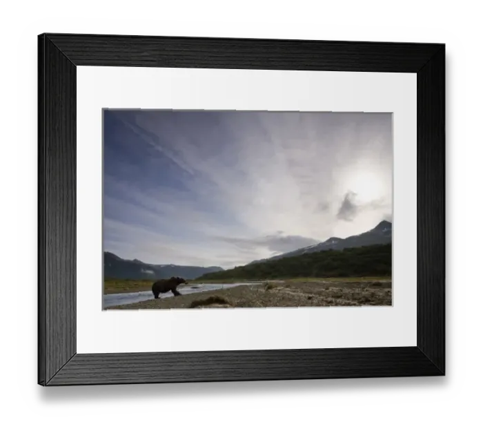 Framed Print : USA, Alaska, Katmai National Park, Kinak Bay, Brown Bear (Ursus arctos) fishing for