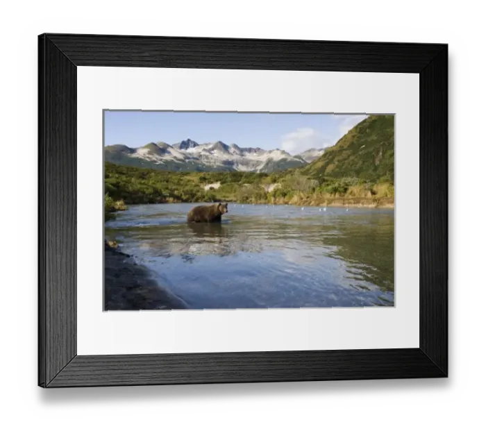 Framed Print : USA, Alaska, Katmai National Park, Kinak Bay, Brown Bear (Ursus arctos) fishing for Framed Print : USA, Alaska, Katmai National Park, Kinak Bay, Brown Bear (Ursus arctos) fishing for