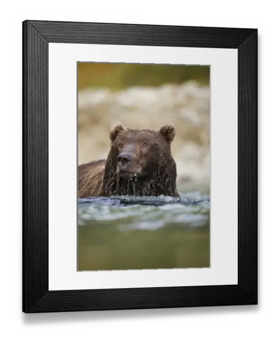 Framed Print : USA, North America, Alaska Framed Print : USA, North America, Alaska