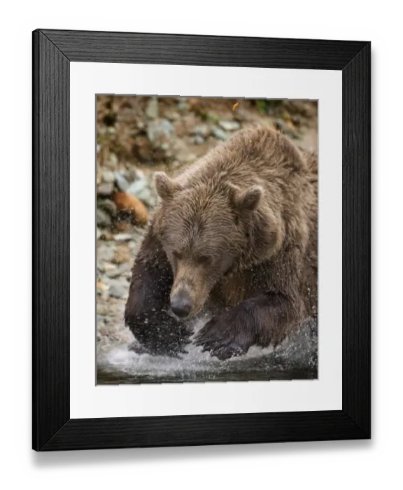 Framed Print : USA, Alaska, Katmai National Park, Kinak Bay, Brown Bear (Ursus arctos) leaps while Framed Print : USA, Alaska, Katmai National Park, Kinak Bay, Brown Bear (Ursus arctos) leaps while