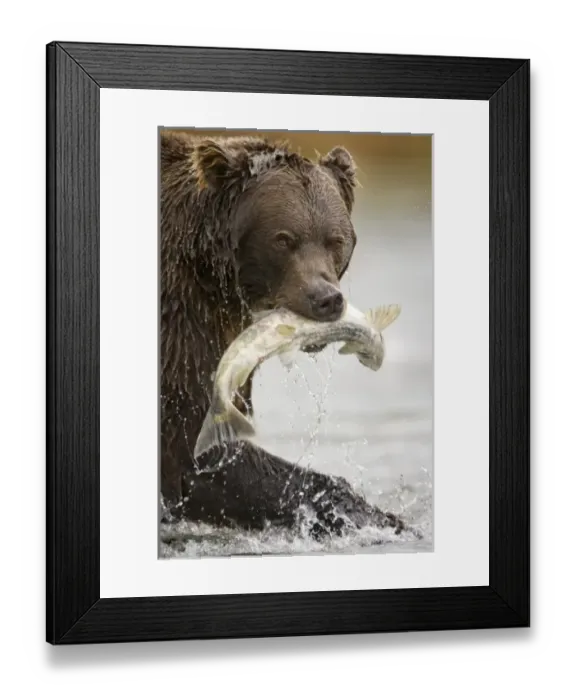 Framed Print : USA, Alaska, Katmai National Park, Kinak Bay, Brown Bear (Ursus arctos) pulls spawning