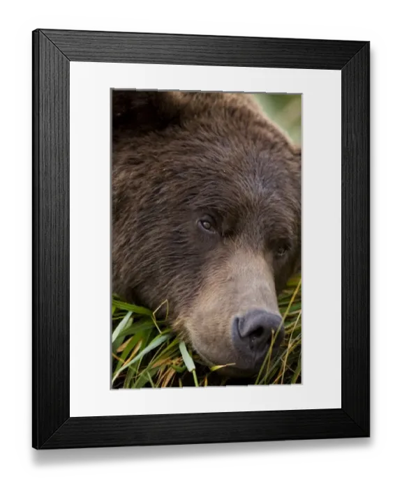 Framed Print : USA, North America, Alaska