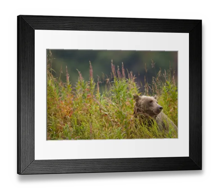 Framed Print : USA, North America, Alaska