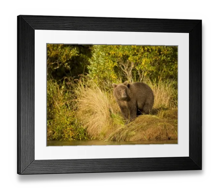 Framed Print : USA, North America, Alaska Framed Print : USA, North America, Alaska