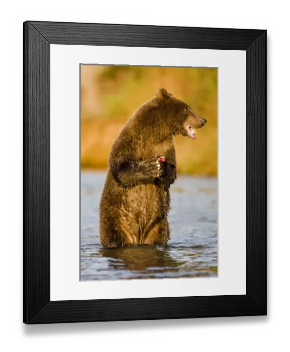 Framed Print : USA, North America, Alaska Framed Print : USA, North America, Alaska
