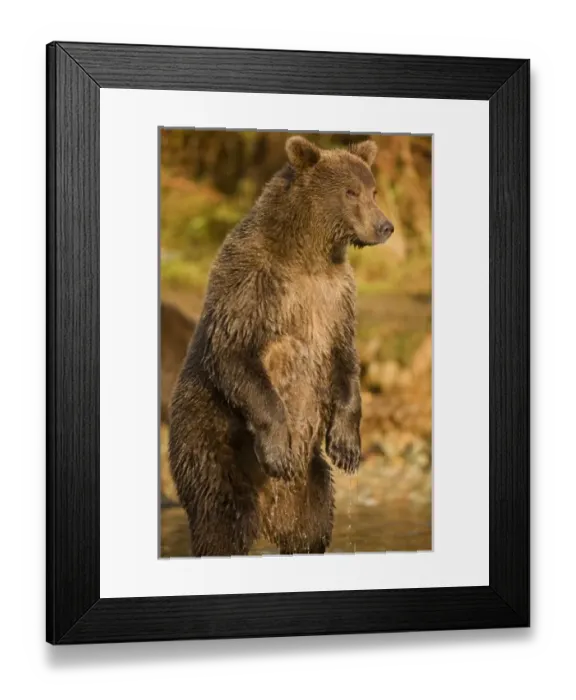 Framed Print : USA, Alaska, Katmai National Park, Kinak Bay, Brown Bear (Ursus arctos) second-year