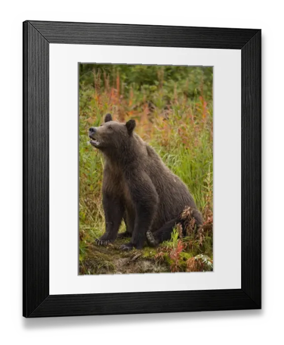 Framed Print : USA, North America, Alaska