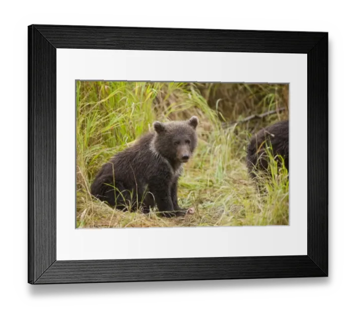 Framed Print : USA, North America, Alaska Framed Print : USA, North America, Alaska