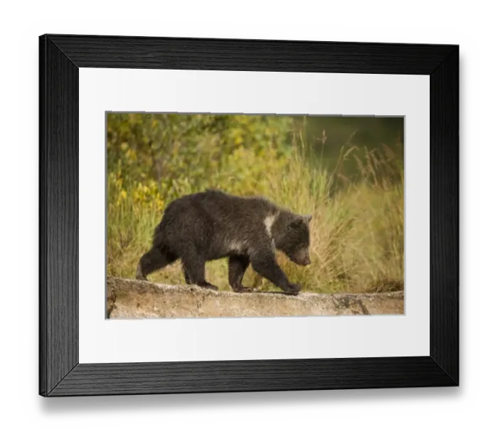 Framed Print : USA, North America, Alaska