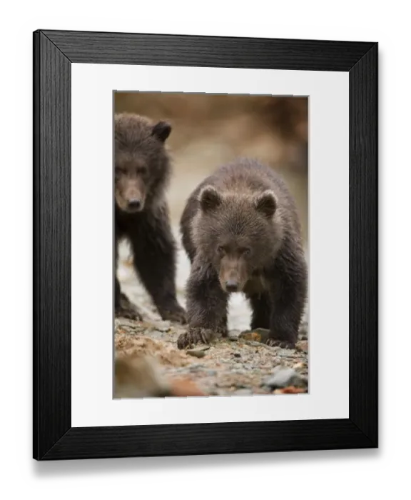 Framed Print : USA, Alaska, Katmai National Park, Kinak Bay, Brown Bear (Ursus arctos) Spring Cubs