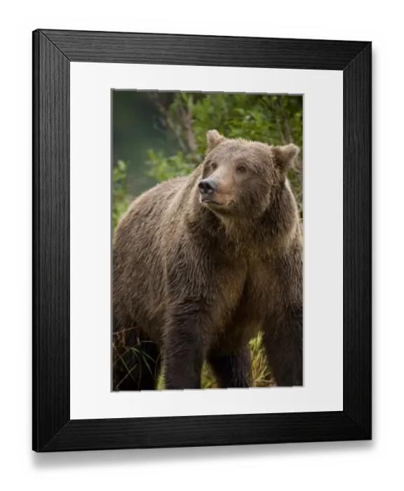 Framed Print : USA, North America, Alaska