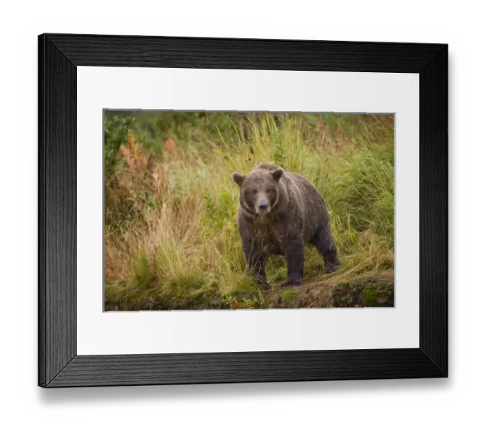Framed Print : USA, North America, Alaska Framed Print : USA, North America, Alaska