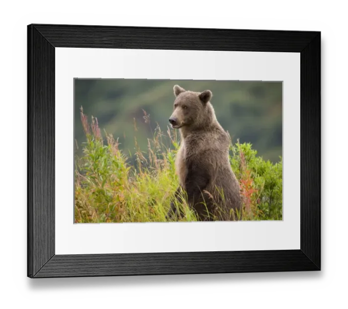 Framed Print : USA, North America, Alaska Framed Print : USA, North America, Alaska