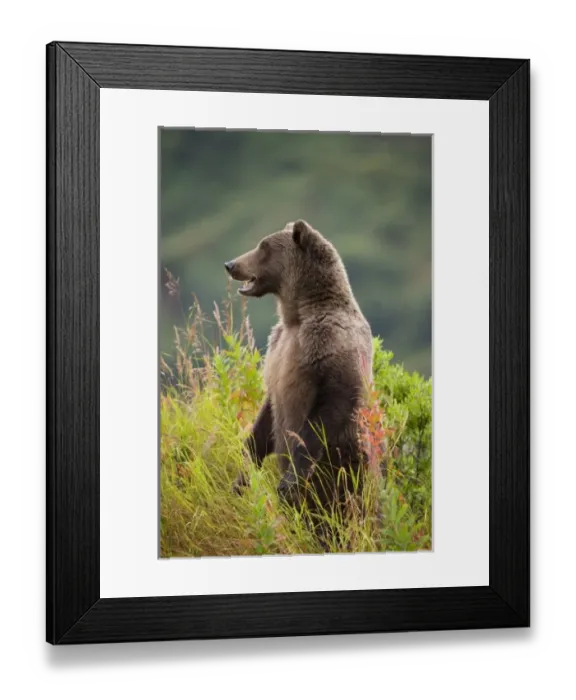 Framed Print : USA, North America, Alaska