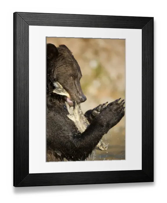Framed Print : USA, North America, Alaska Framed Print : USA, North America, Alaska