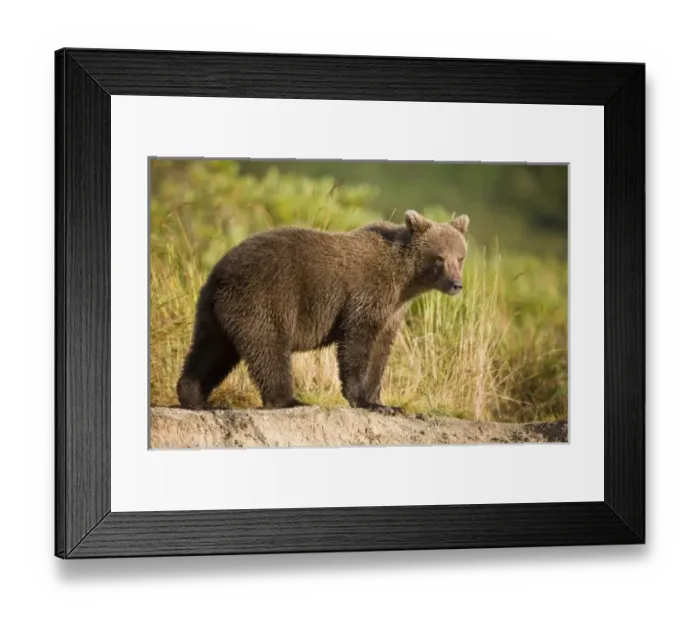 Framed Print : USA, North America, Alaska