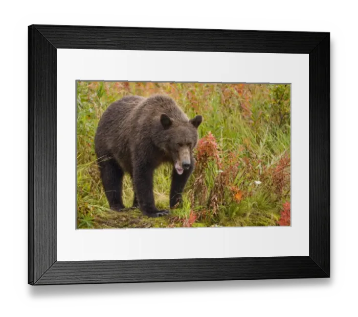 Framed Print : USA, North America, Alaska Framed Print : USA, North America, Alaska