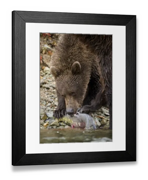 Framed Print : USA, North America, Alaska Framed Print : USA, North America, Alaska