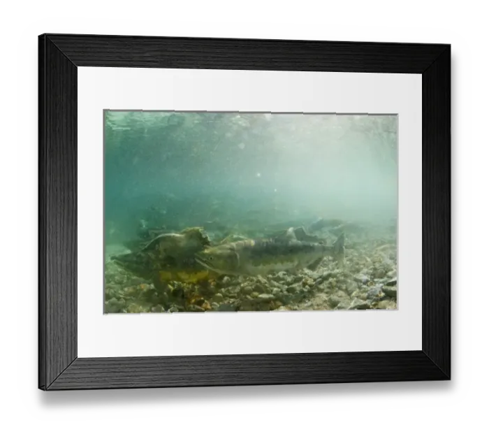 Framed Print : USA, Alaska, Katmai National Park, Kinak Bay, Underwater view of Spawning Chum Salmon Framed Print : USA, Alaska, Katmai National Park, Kinak Bay, Underwater view of Spawning Chum Salmon