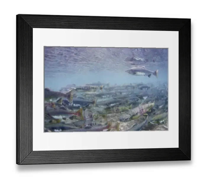 Framed Print : USA, Alaska, Katmai National Park, Kinak Bay, Underwater view of Spawning Pink Salmon Framed Print : USA, Alaska, Katmai National Park, Kinak Bay, Underwater view of Spawning Pink Salmon