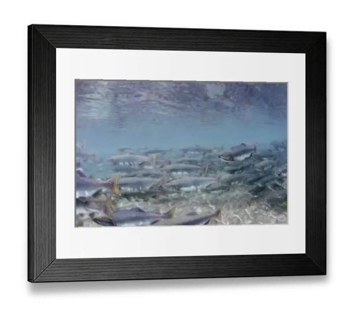 Framed Print : USA, Alaska, Katmai National Park, Kinak Bay, Underwater view of Spawning Pink Salmon