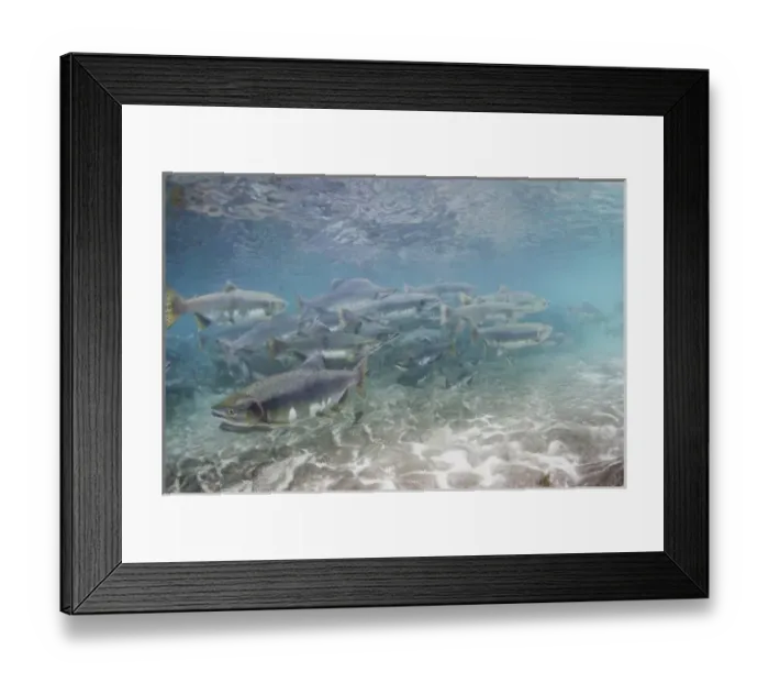Framed Print : USA, Alaska, Katmai National Park, Kinak Bay, Underwater view of Spawning Pink Salmon Framed Print : USA, Alaska, Katmai National Park, Kinak Bay, Underwater view of Spawning Pink Salmon