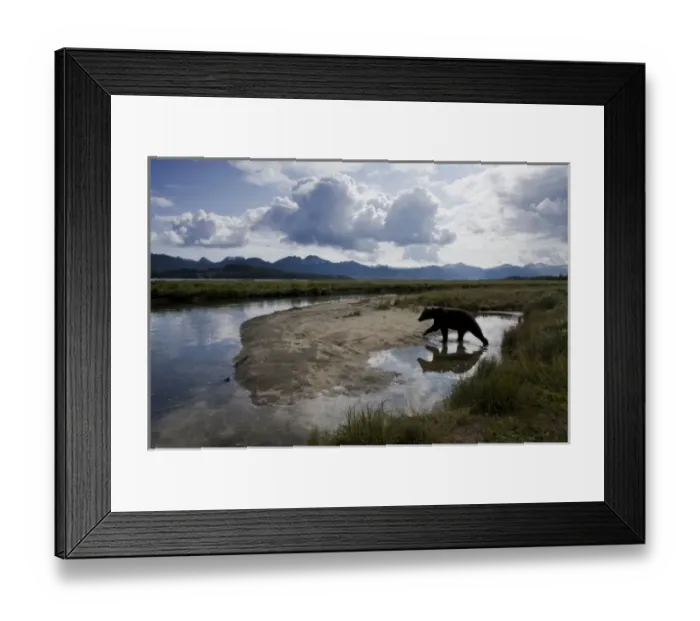 Framed Print : USA, Alaska, Katmai National Park, Kukak Bay, Brown Bear (Ursus arctos) Framed Print : USA, Alaska, Katmai National Park, Kukak Bay, Brown Bear (Ursus arctos)