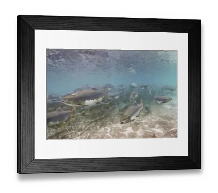 Framed Print : USA, Alaska, Katmai National Park, Kinak Bay, Underwater view of Spawning Pink Salmon Framed Print : USA, Alaska, Katmai National Park, Kinak Bay, Underwater view of Spawning Pink Salmon