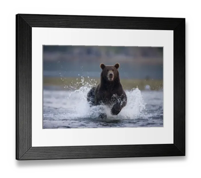 Framed Print : USA, Alaska, Katmai National Park, Kukak Bay, Brown Bear (Ursus arctos)