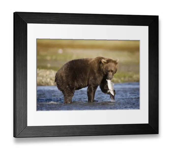Framed Print : USA, North America, Alaska