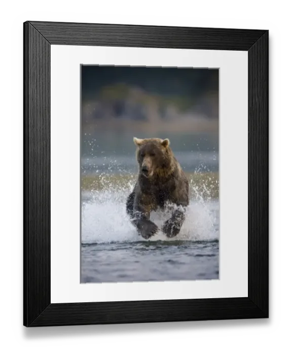 Framed Print : USA, Alaska, Katmai National Park, Kukak Bay, Brown Bear (Ursus arctos) chases spawning Framed Print : USA, Alaska, Katmai National Park, Kukak Bay, Brown Bear (Ursus arctos) chases spawning