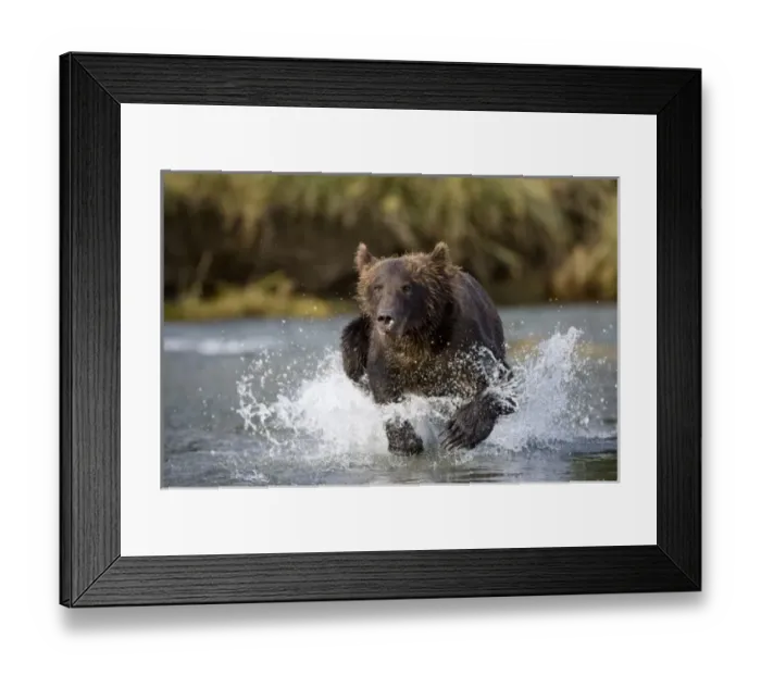 Framed Print : USA, Alaska, Katmai National Park, Kukak Bay, Brown Bear (Ursus arctos) chases spawning Framed Print : USA, Alaska, Katmai National Park, Kukak Bay, Brown Bear (Ursus arctos) chases spawning
