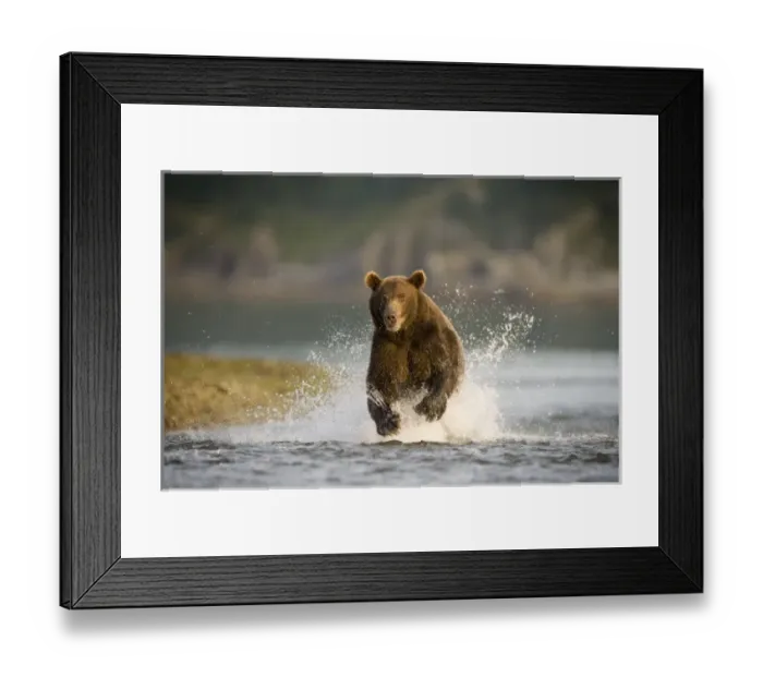 Framed Print : USA, Alaska, Katmai National Park, Kukak Bay, Brown Bear (Ursus arctos) fishing for