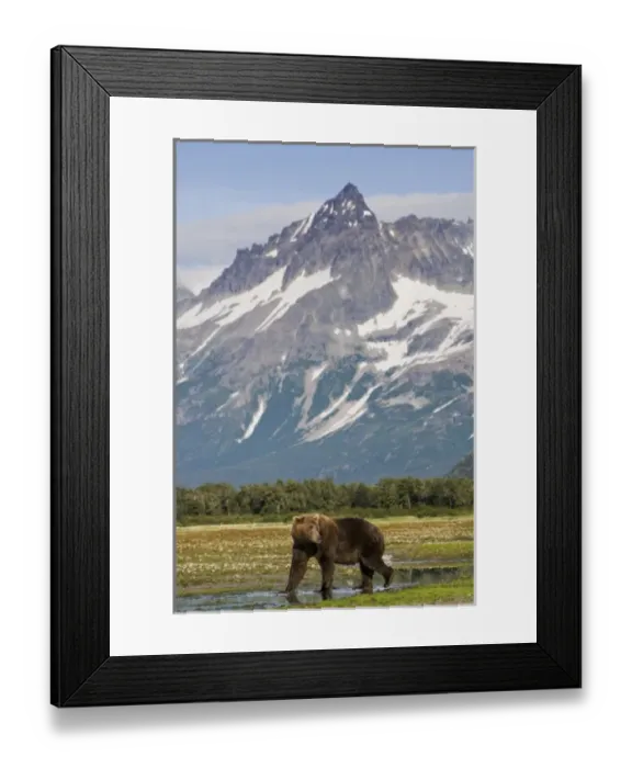 Framed Print : USA, Alaska, Katmai National Park, Kukak Bay, Brown Bear (Ursus arctos) walking along Framed Print : USA, Alaska, Katmai National Park, Kukak Bay, Brown Bear (Ursus arctos) walking along