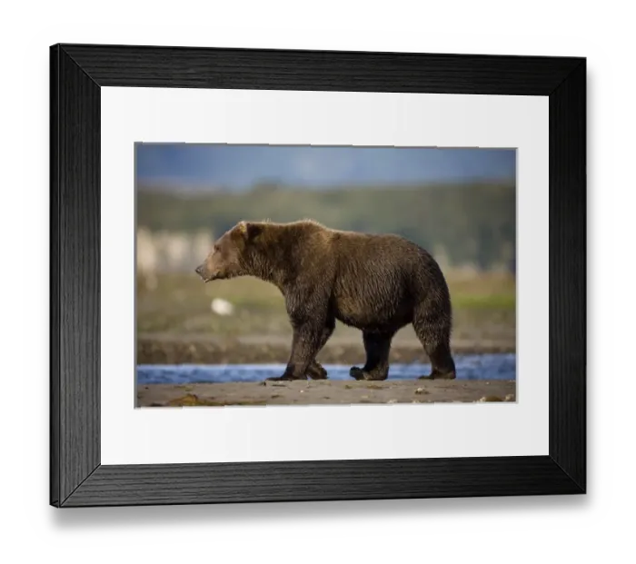 Framed Print : USA, North America, Alaska