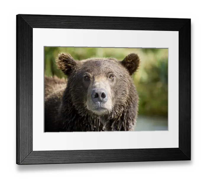Framed Print : USA, North America, Alaska