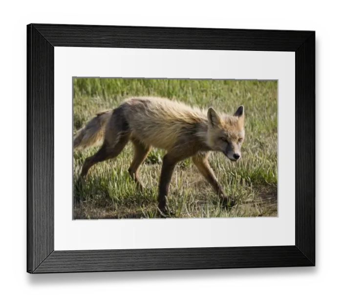 Framed Print : USA, North America, Alaska