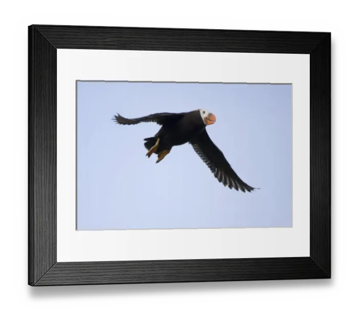 Framed Print : USA, Alaska, Katmai National Park, Tufted Puffin (Fratercula cirrhata) in flight