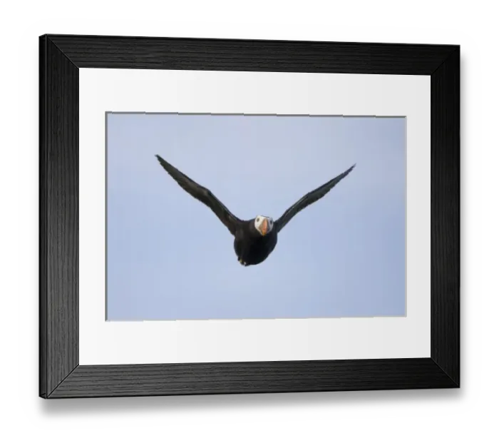 Framed Print : USA, Alaska, Katmai National Park, Tufted Puffin (Fratercula cirrhata) in flight
